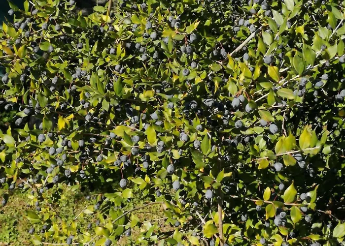 Sa Domu De Orri Al Mare Tortolì